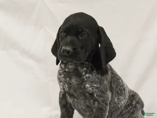 German Shorthaired Pointer dogs Romeo - Ad 16