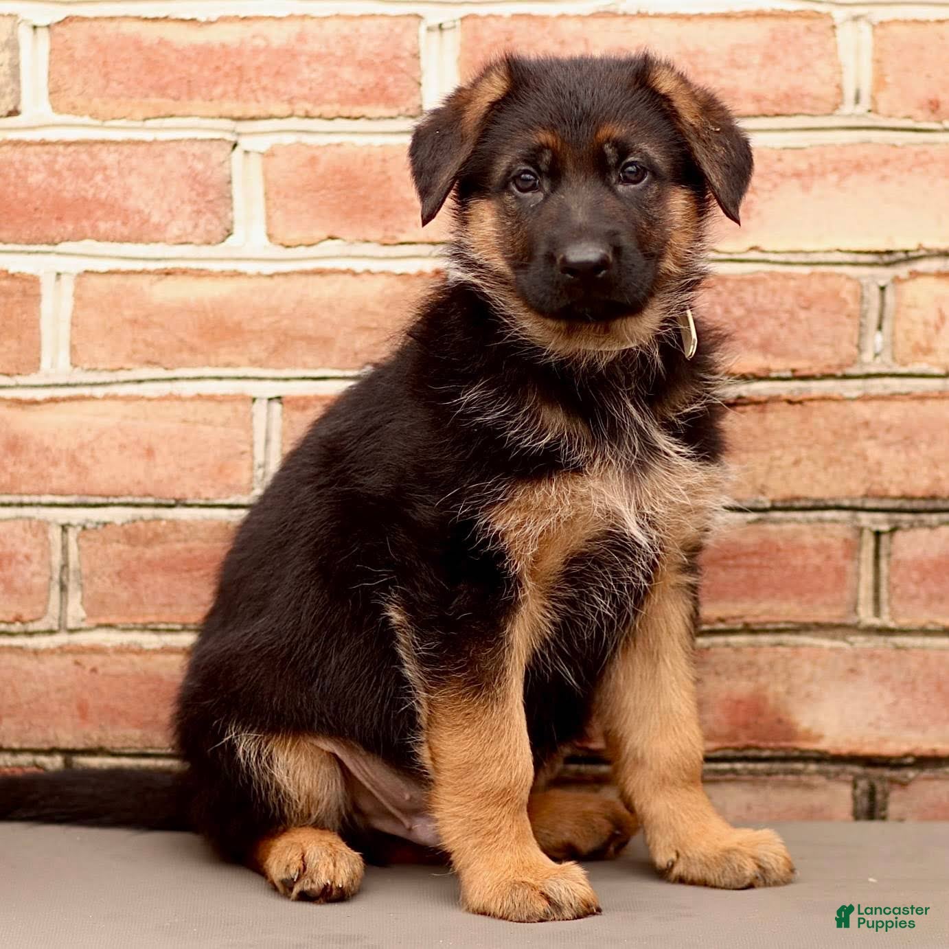 German Shepherd dogs River - Ad 1