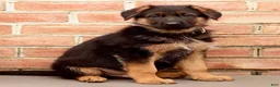 German Shepherd dogs for sale: River - Ad 1