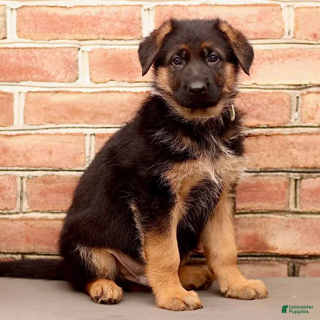 German Shepherd dogs for sale: River - Ad 1