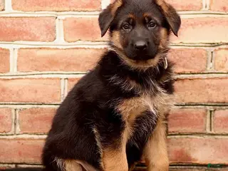 German Shepherd dogs for sale: River - Ad 4