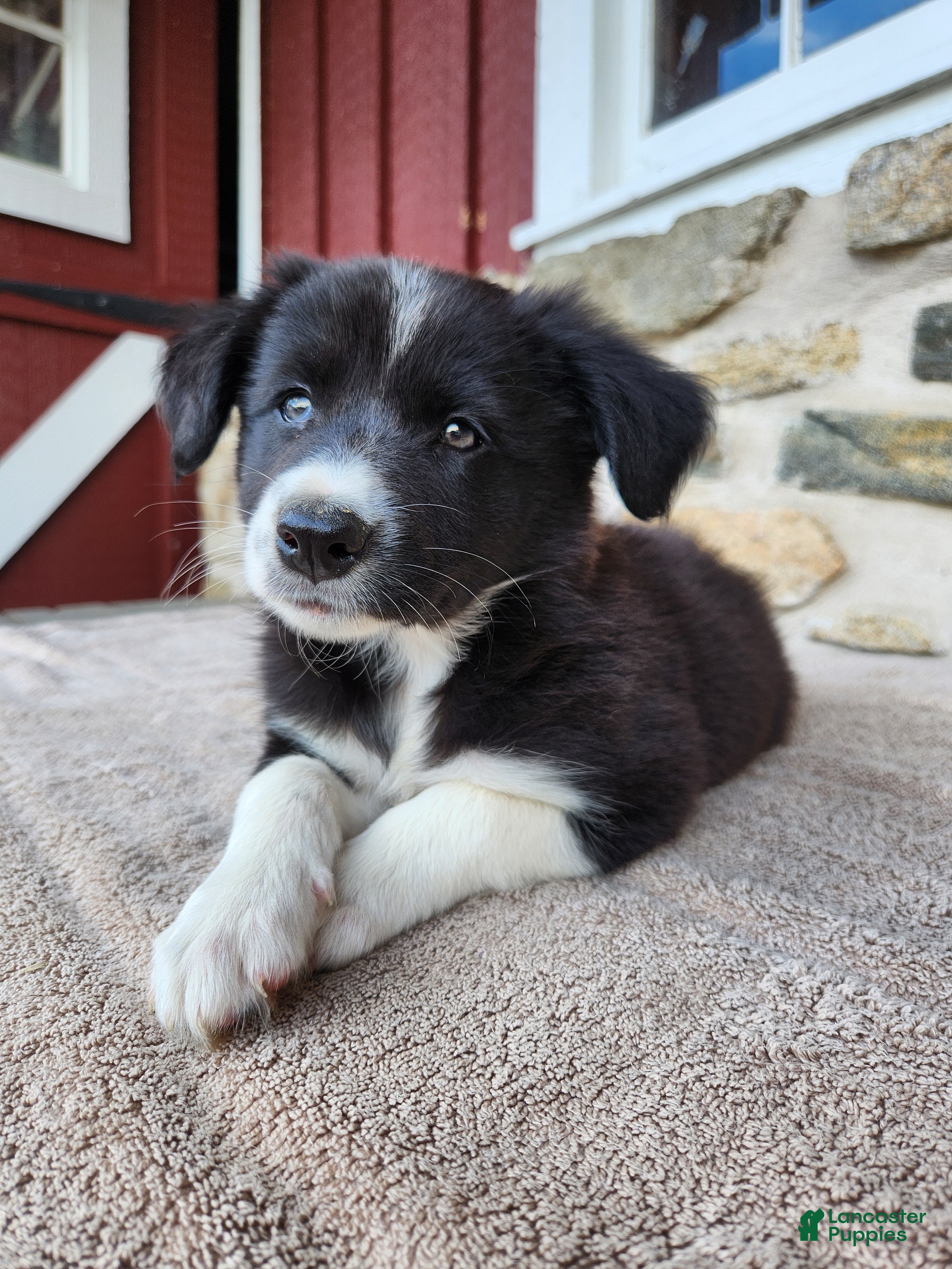 Border Collie dogs Bridget - Pure Breed Border Collie - Ad 1