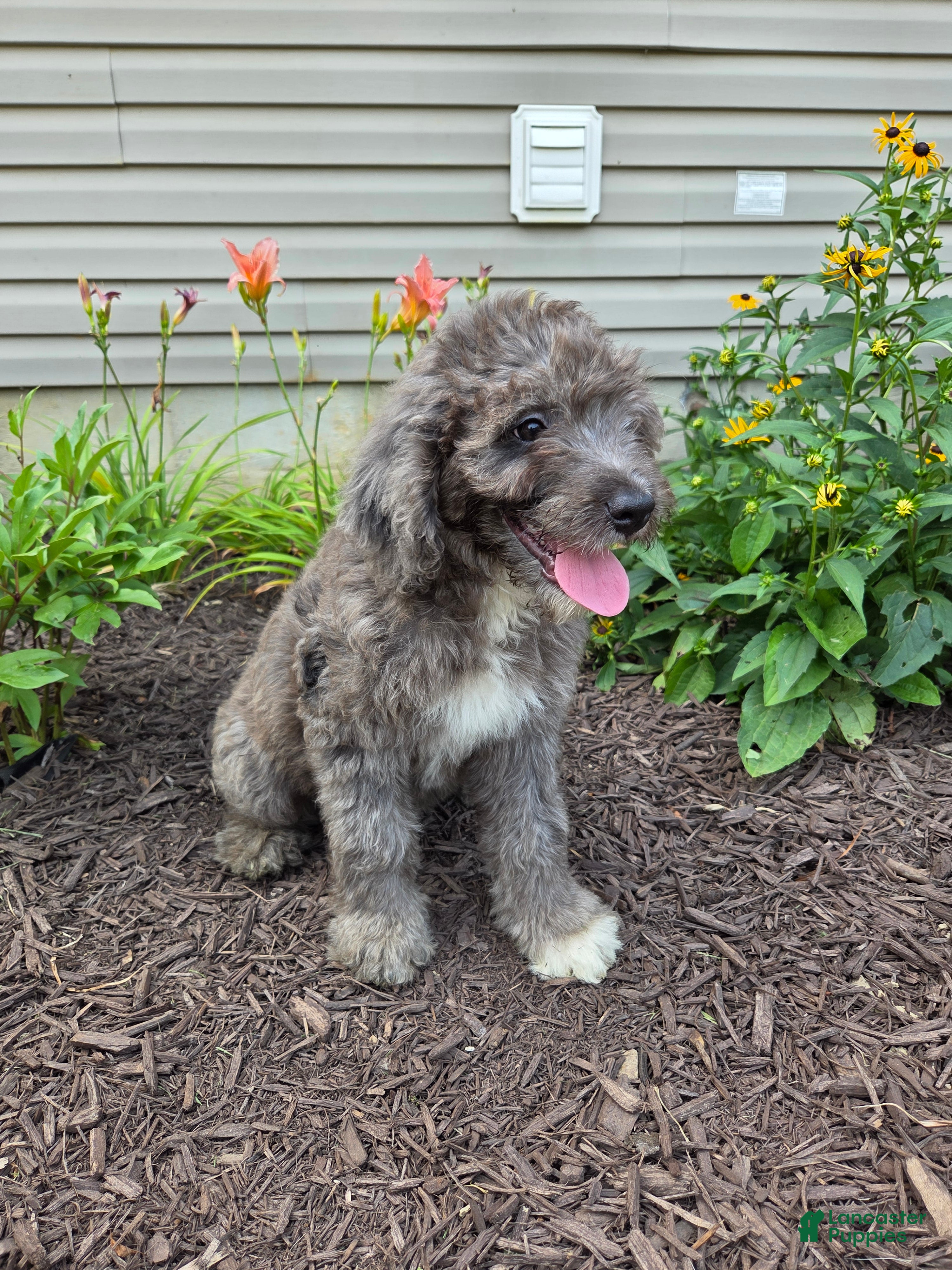 Aussiedoodle dogs Daisy - Ad 1