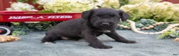 Schnoodle dogs for sale: Hallie - Ad 1