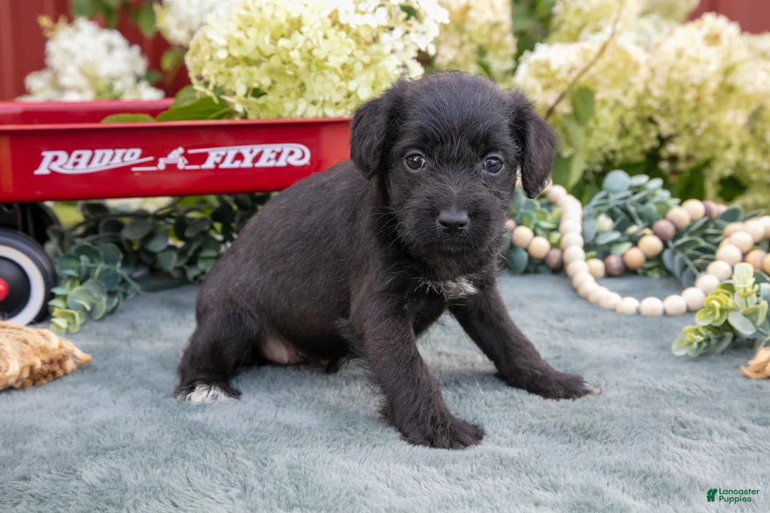 Schnoodle dogs for sale: Hallie - Ad 1