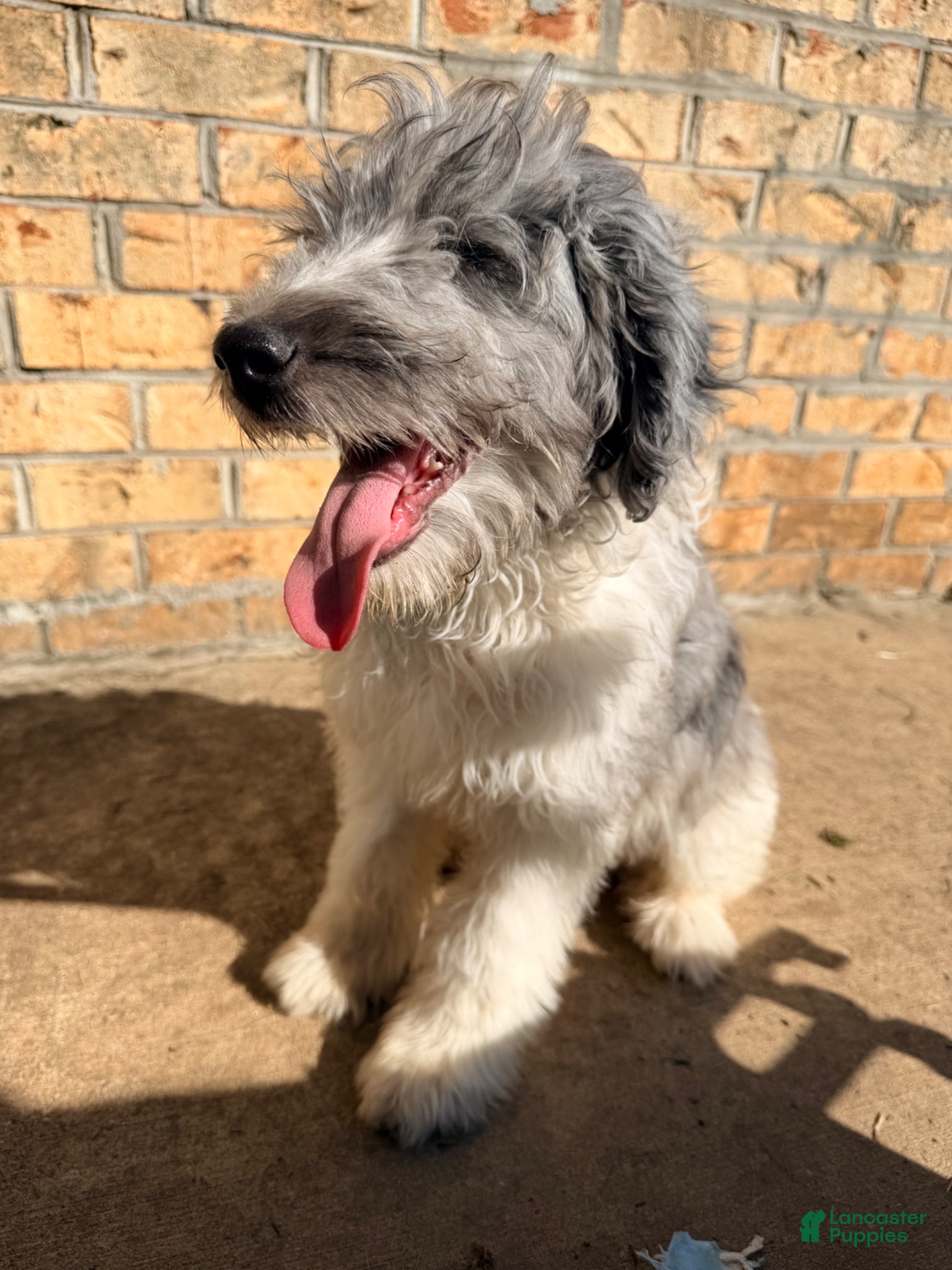 Sheltiedoodle dogs for sale: Blue - Ad 6