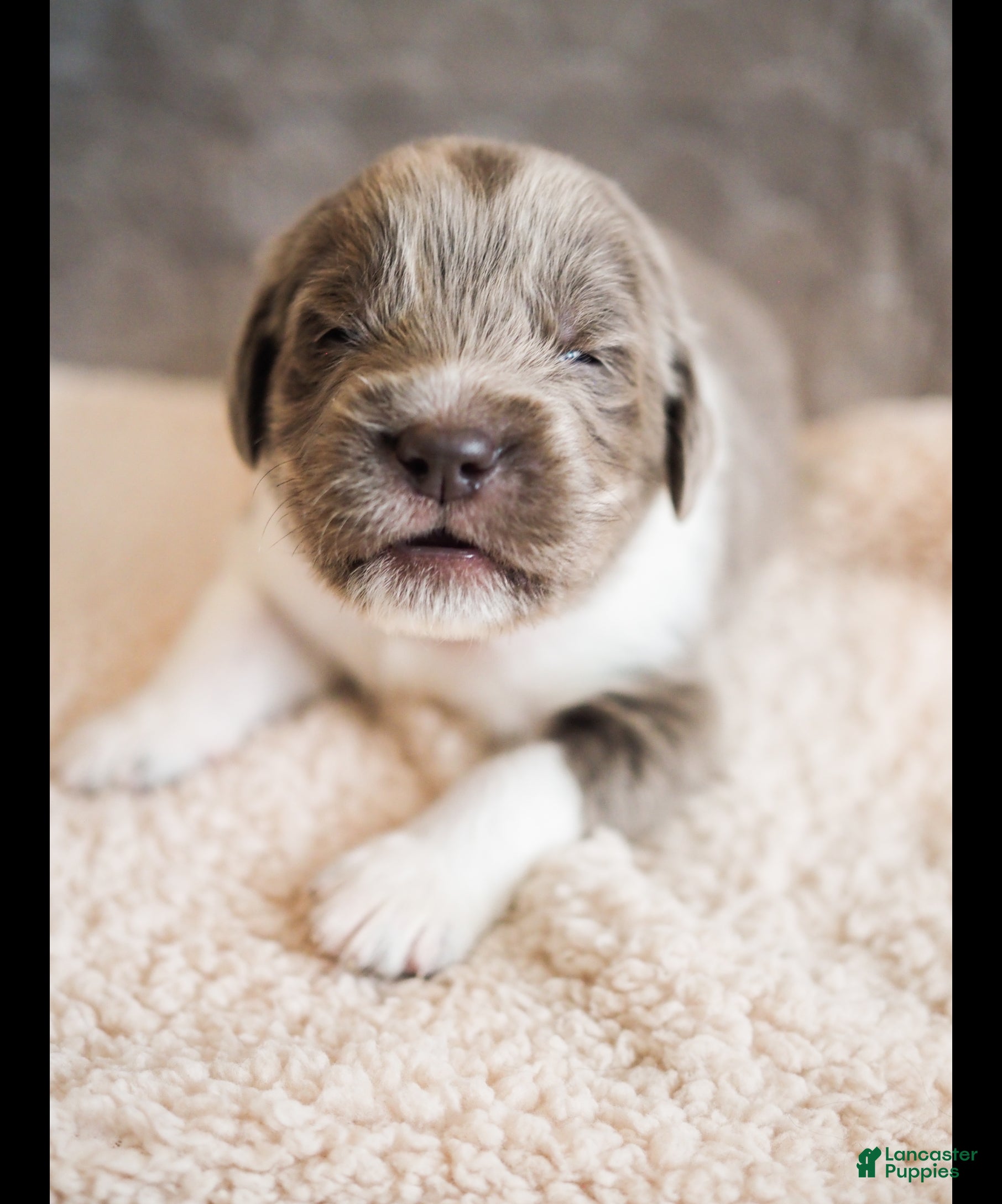Newfoundland dogs for sale: Remington (gray collar)  - Ad 3