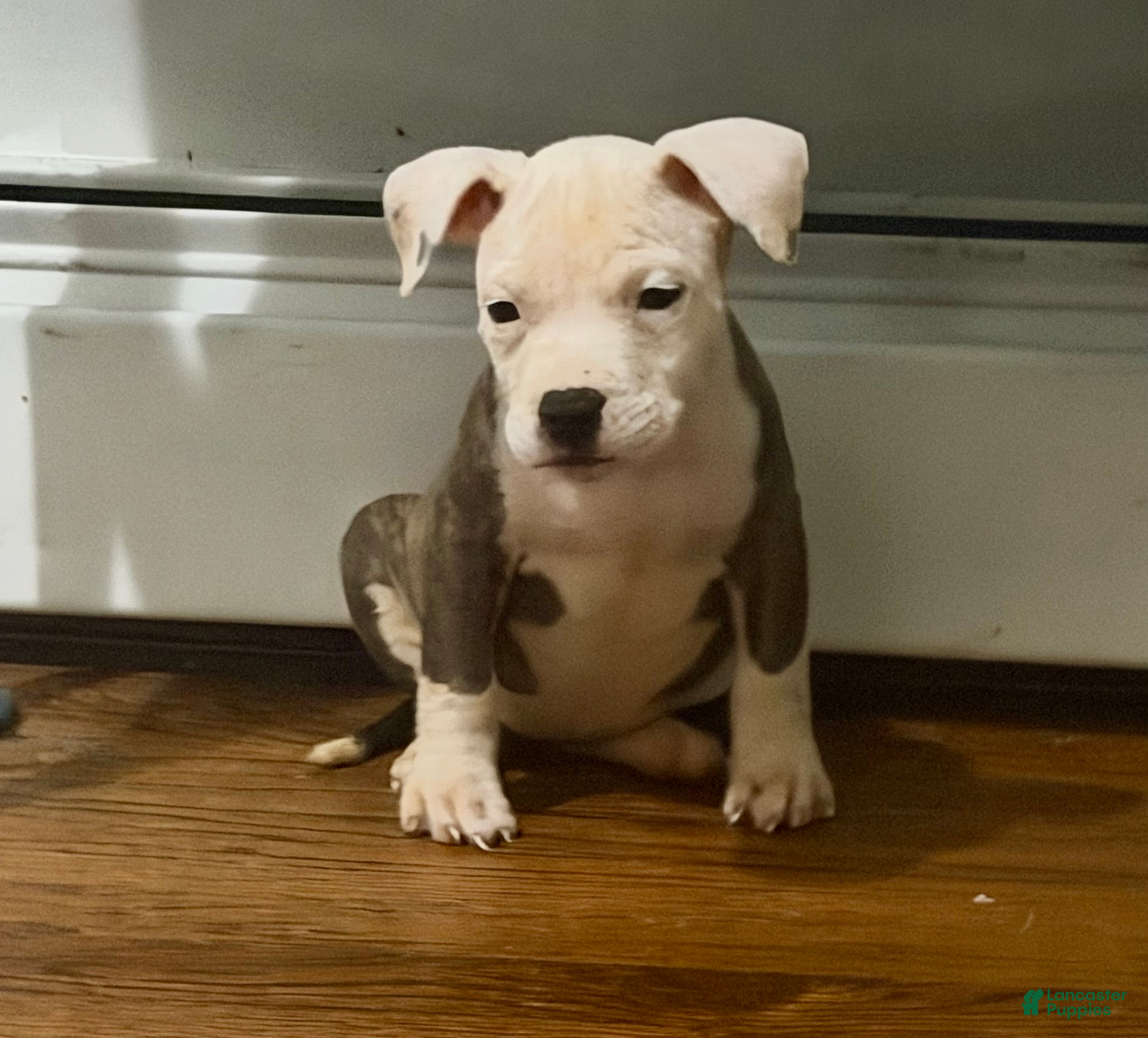 American Pit Bull Terrier dogs American Pit Bull Terrier 8 - Ad 28