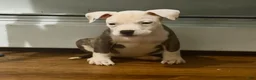 American Pit Bull Terrier dogs for sale: American Pit Bull Terrier 8 - Ad 1