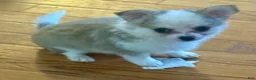 Chihuahua dogs for sale: Liam - Ad 2