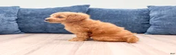 Miniature Labradoodle dogs for sale: Oliver - Ad 5