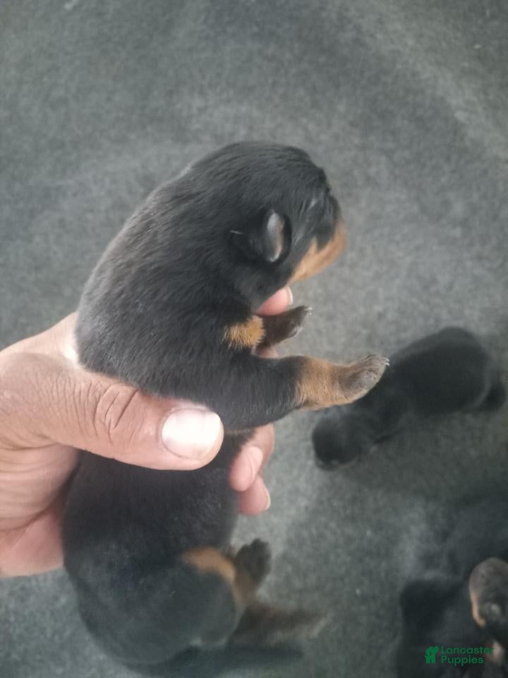 Rottweiler dogs Rottweiler Puppy 6 - Ad 30