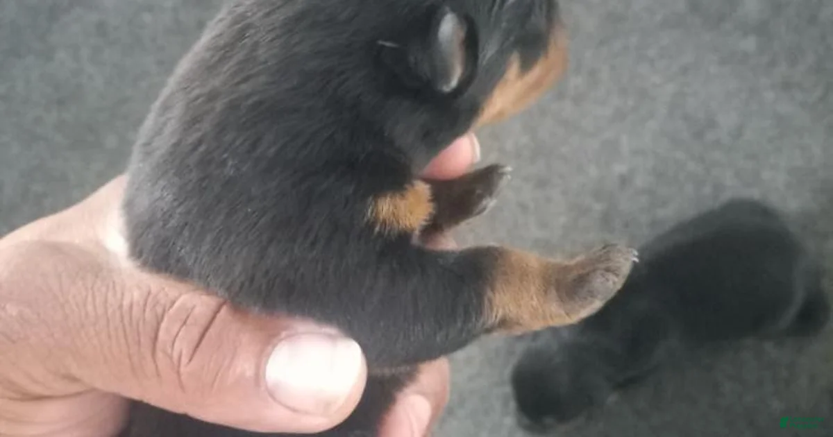 Rottweiler Puppy 6 Rottweiler for sale in Detroit | Lancaster Puppies
