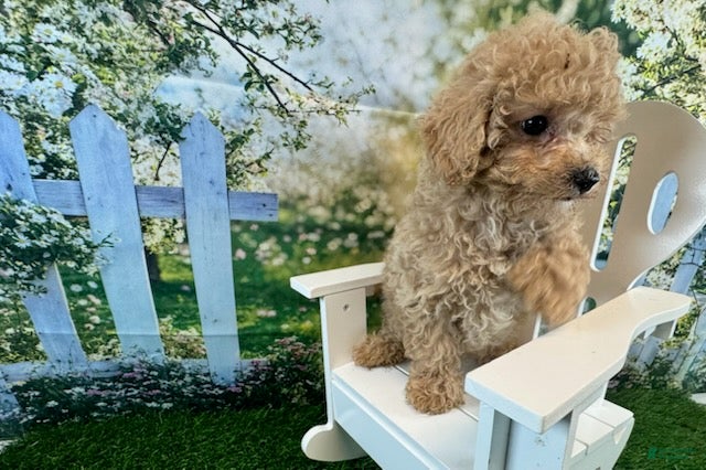 Maltipoo dogs Noah - Ad 2