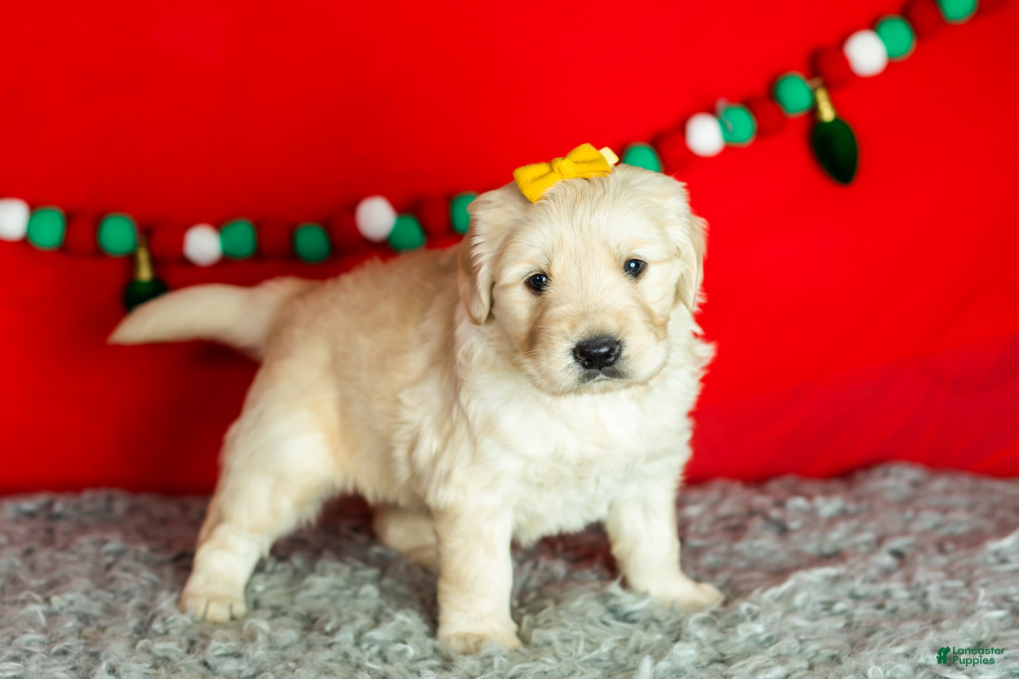 Golden Retriever dogs Scarlett - Ad 38