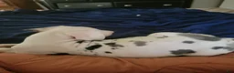 Great Dane dogs for sale: Great Dane 3 - Ad 4