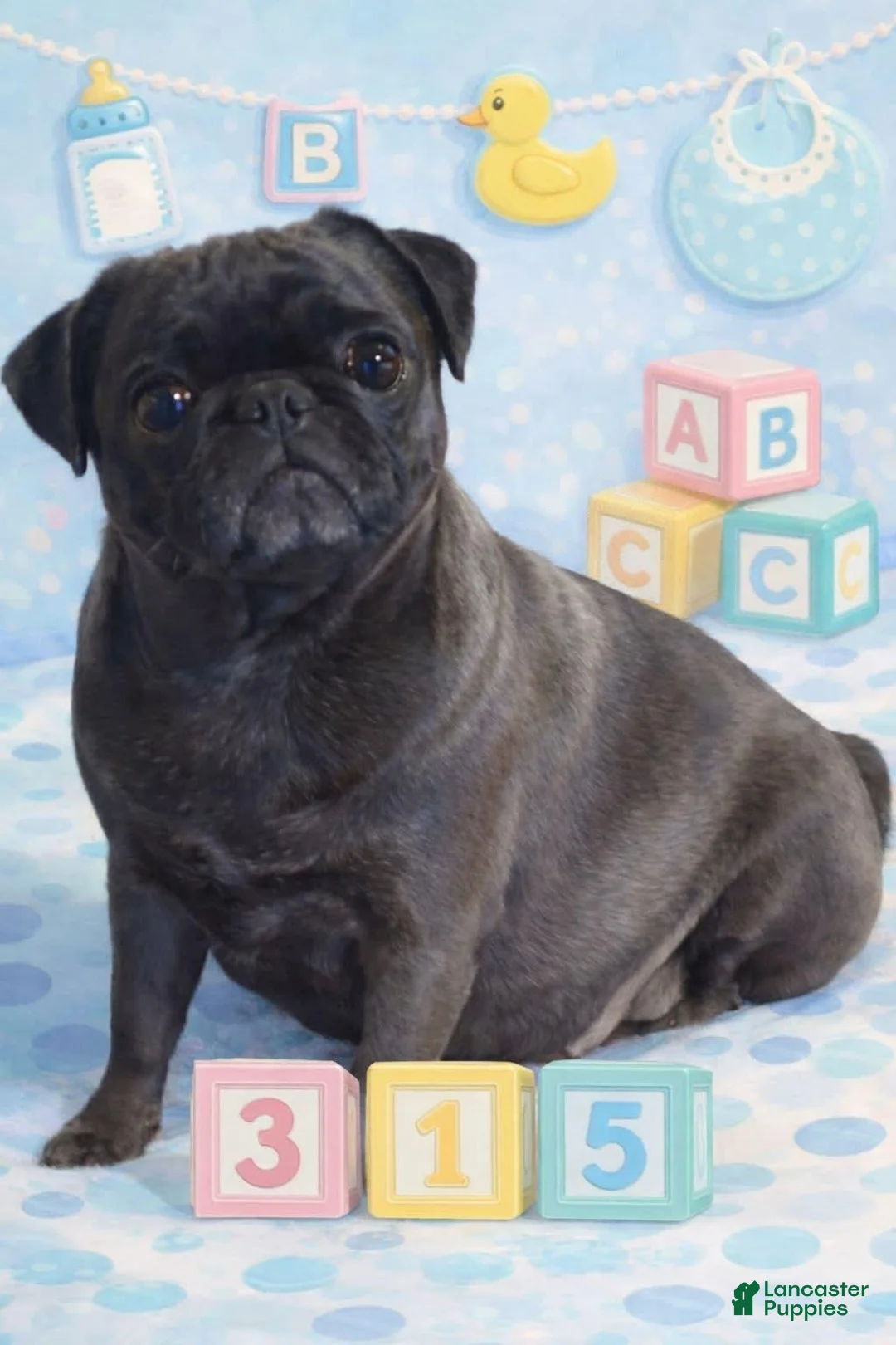 Pug dogs for sale: Ortho - Ad 4