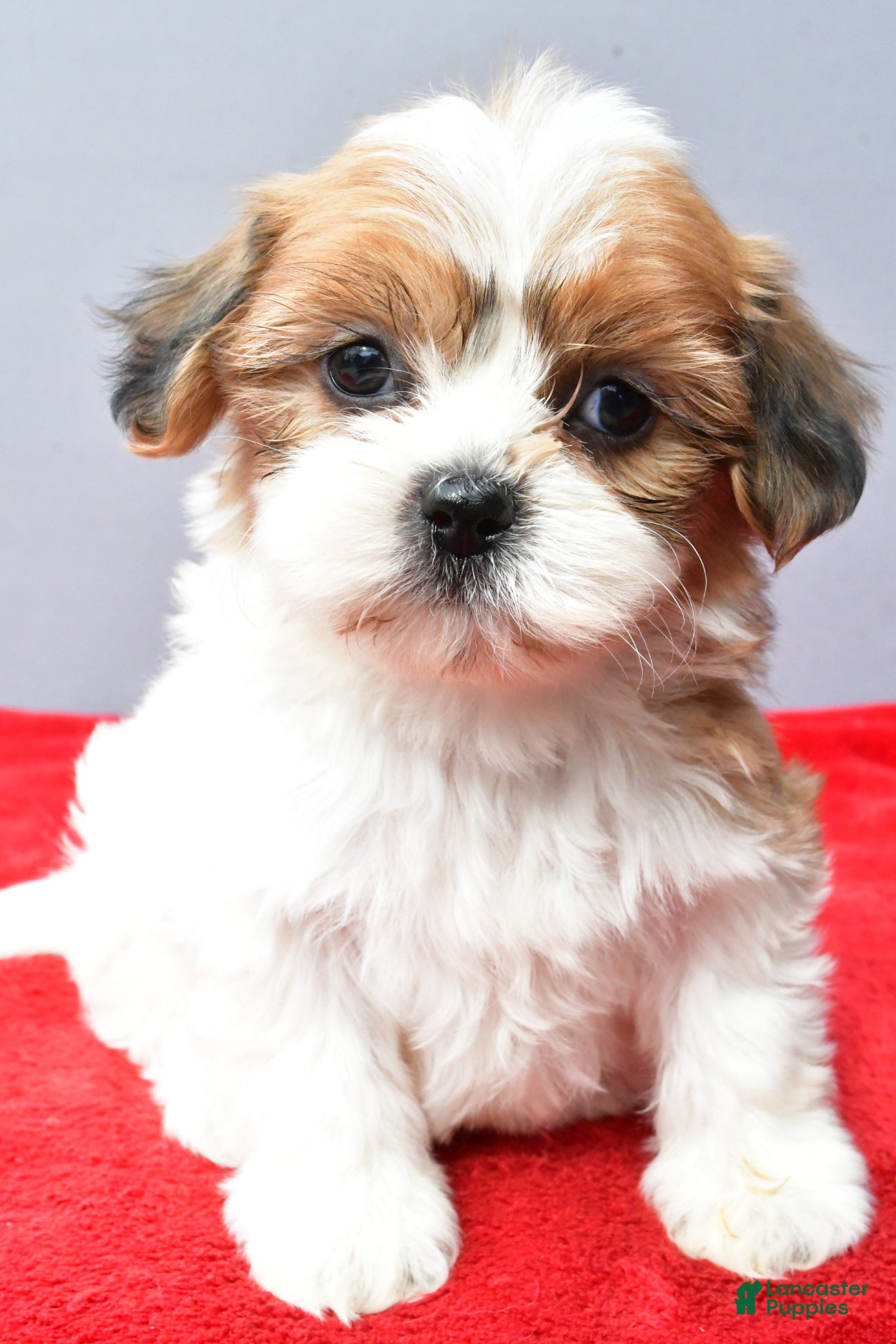 Teddy Bear dogs Trisha - Ad 1