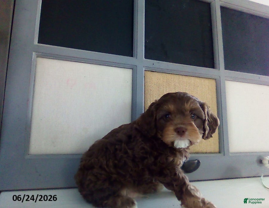 Cavapoo dogs Frankie - Ad 2