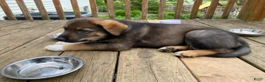 Mixed Breed Puppy 4