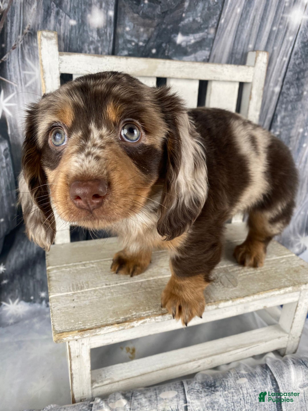 Miniature Dachshund dogs for sale: Bandit - Ad 7