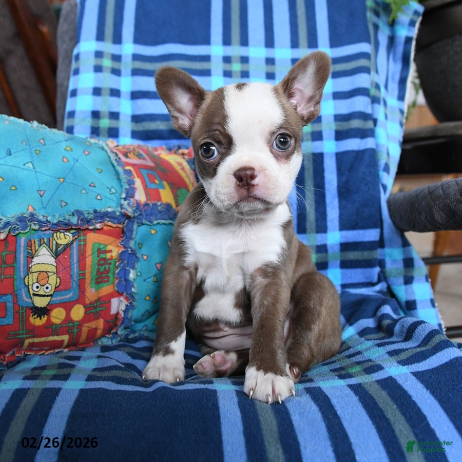 Boston Terrier dogs Queen Bee - Ad 1