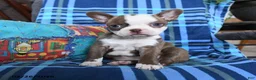 Boston Terrier dogs for sale: Queen Bee - Ad 1