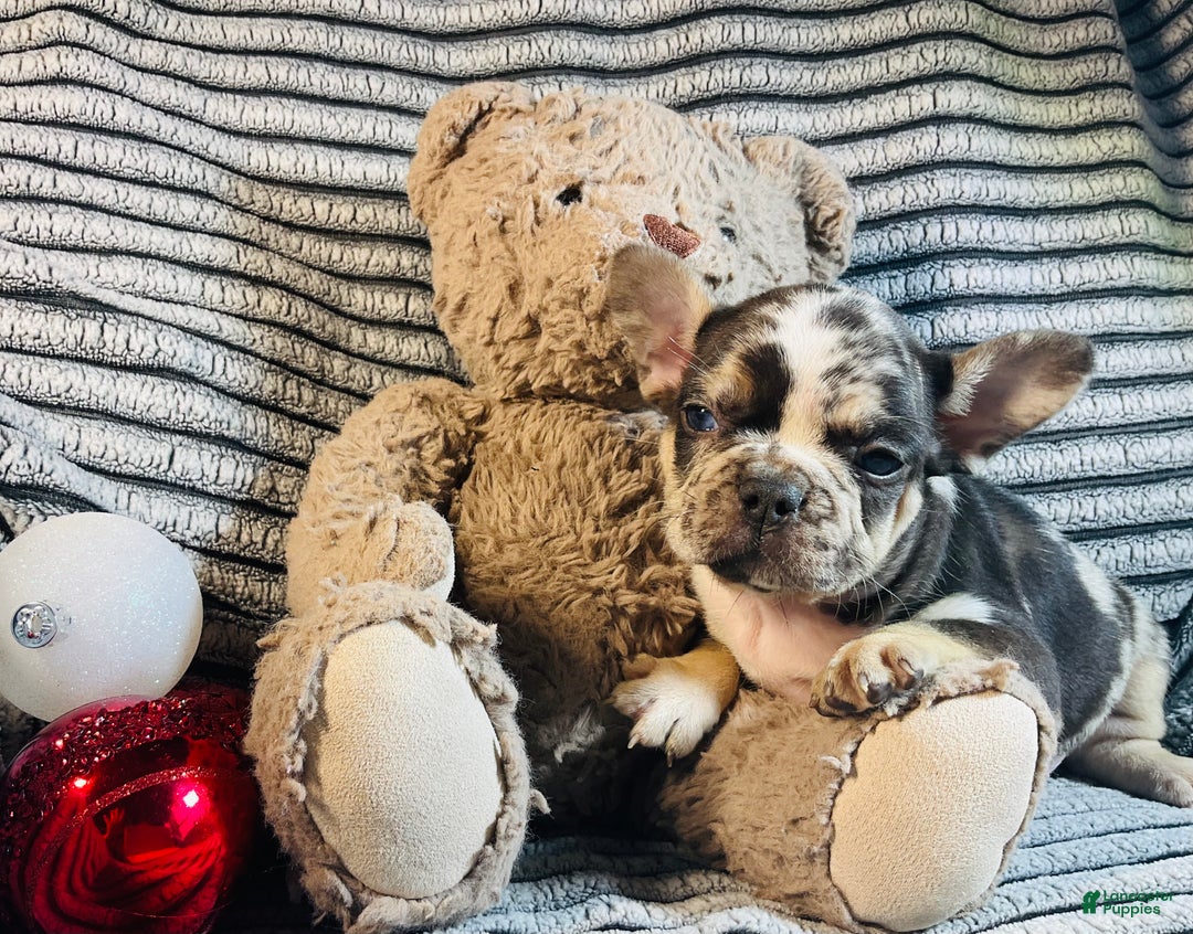 French Bulldog dogs for sale: MILLIE  - Ad 9