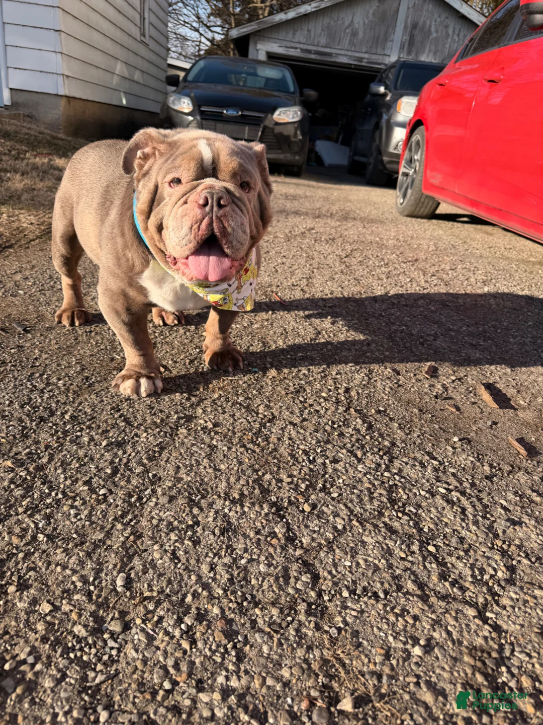 English Bulldog dogs for sale: English Bulldog Puppy 1 - Ad 1