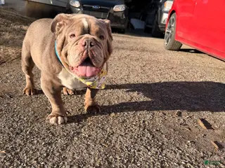 English Bulldog dogs English Bulldog Puppy 1 - Ad 20