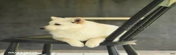Schipperke dogs for sale: Fiona - Ad 3