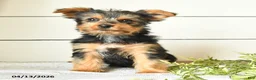 Yorkshire Terrier dogs for sale: Isaac - Ad 5