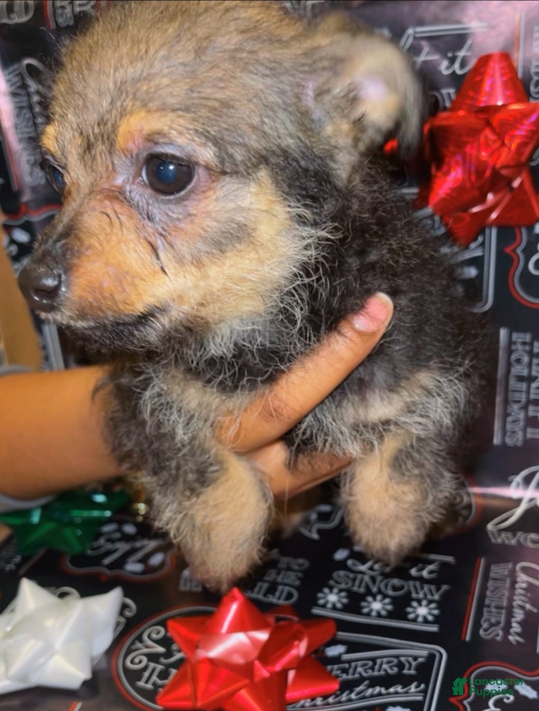 Mixed Breed dogs for sale: Mixed Breed Puppy 4 - Ad 1