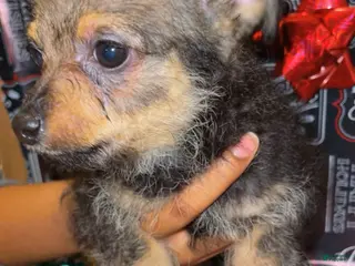 Mixed Breed dogs Mixed Breed Puppy 4 - Ad 41