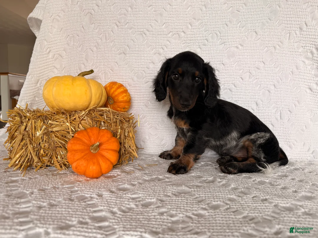 Miniature Dachshund dogs for sale: Matson - Ad 2