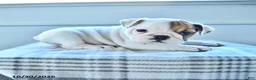 English Bulldog dogs for sale: Jordan  - Ad 5