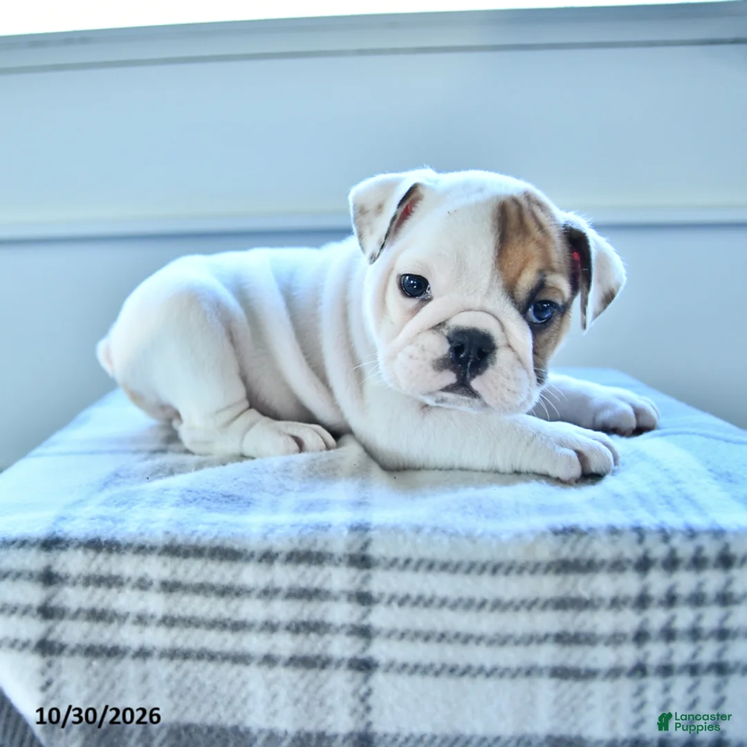 English Bulldog dogs for sale: Jordan  - Ad 5