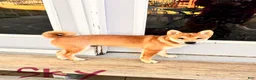 Shiba Inu dogs for sale: Sky - Ad 3