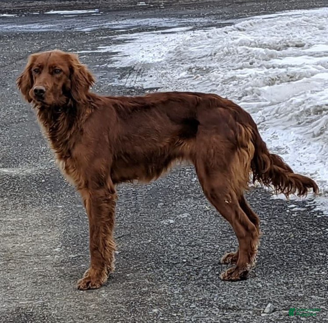 Irish Doodle dogs for sale: Tucker - Mini - Ad 4