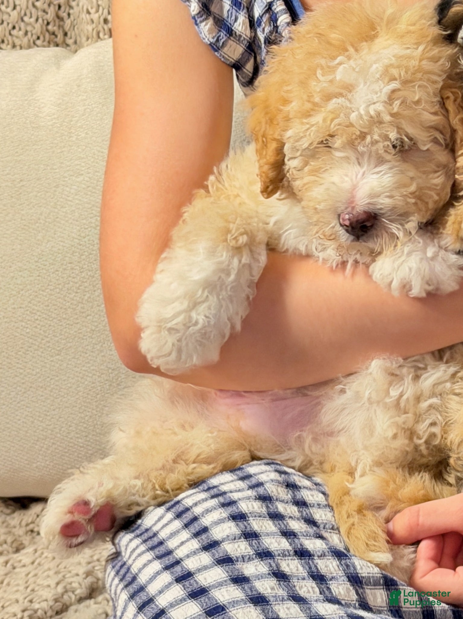Bernedoodle dogs Eddison, a Handsome Blue-Eyed Boy - Ad 2