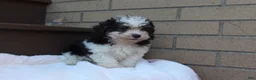 Miniature Poodle dogs for sale: Diego  - Ad 6