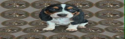 Beagle dogs for sale: Lilo - Ad 1