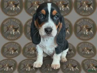 Beagle dogs Lilo - Ad 21
