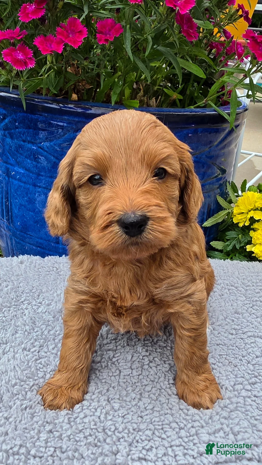 Mini Goldendoodle dogs for sale:  Virgo - Female - Ad 1