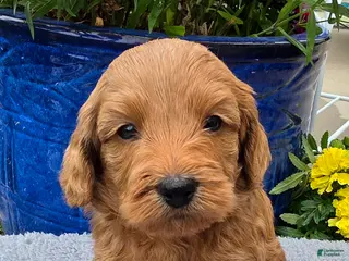 Mini Goldendoodle dogs Virgo - Female - Ad 6