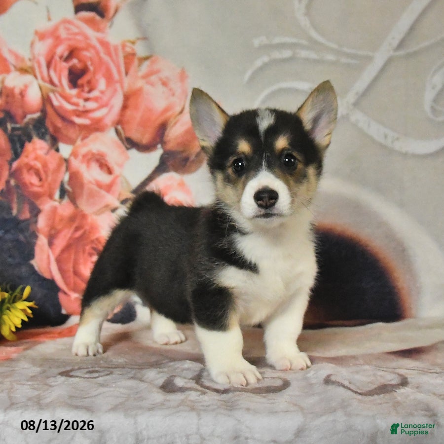 Welsh Corgi Pembroke dogs Lila  - Ad 1
