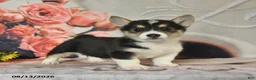 Welsh Corgi Pembroke dogs for sale: Lila  - Ad 1