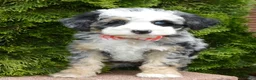 Mini Bernedoodle dogs for sale: Bella - Ad 20