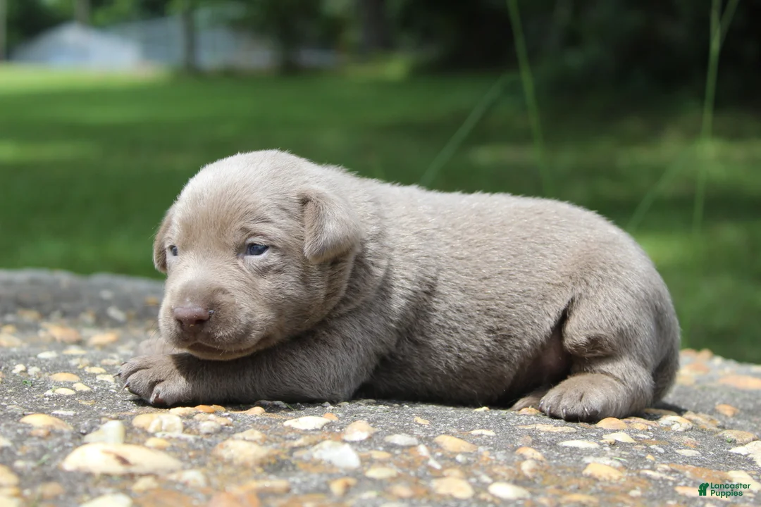 Labrador Retriever dogs for sale: Brody - Ad 1