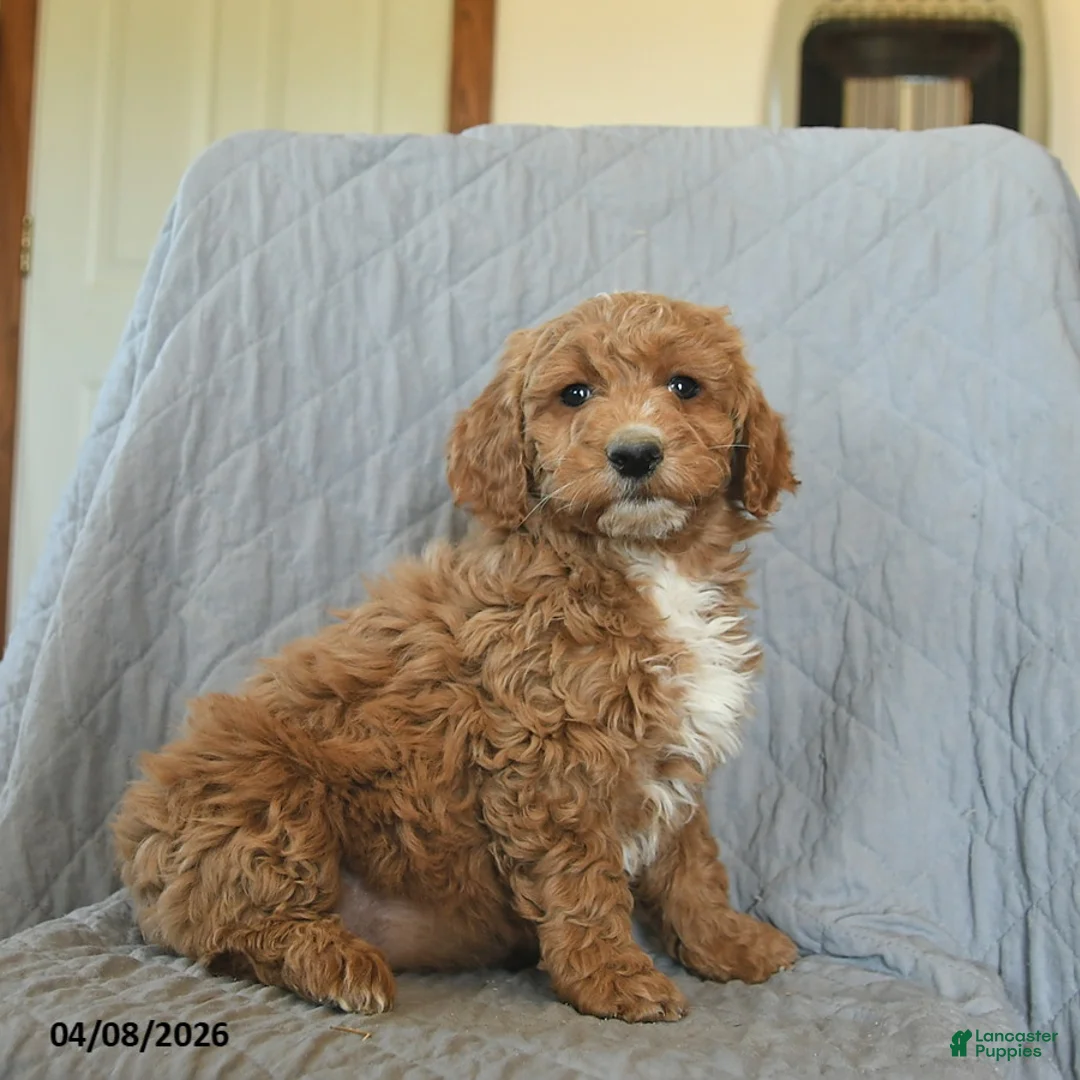 Mini Goldendoodle dogs for sale: Kiwi  - Ad 3